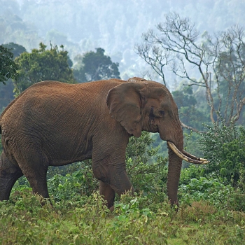Sironka Safaris travel photo