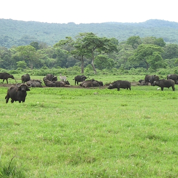 Sironka Safaris travel photo