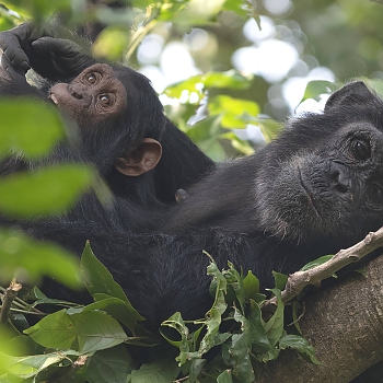 Sironka Safaris travel photo