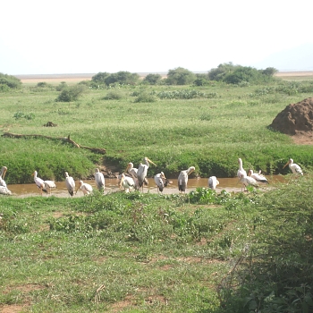 Sironka Safaris travel photo