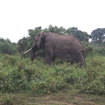 Sironka Safaris travel photo