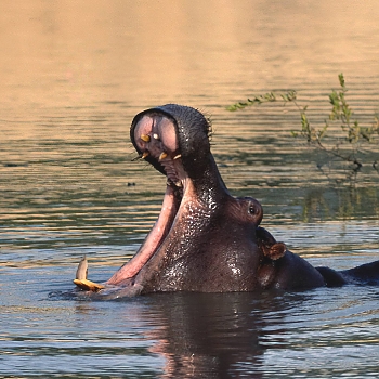 Sironka Safaris travel photo