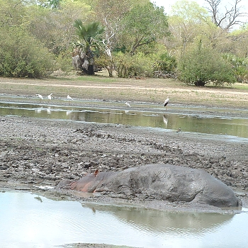 Sironka Safaris travel photo