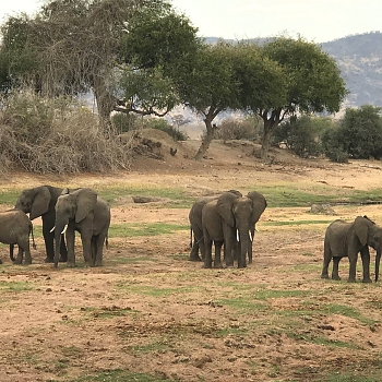 Sironka Safaris travel photo
